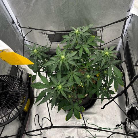 Gelato auto growlog photo: Ph: 7.30 durch microbees vor ph gemacht
Wasser:1l