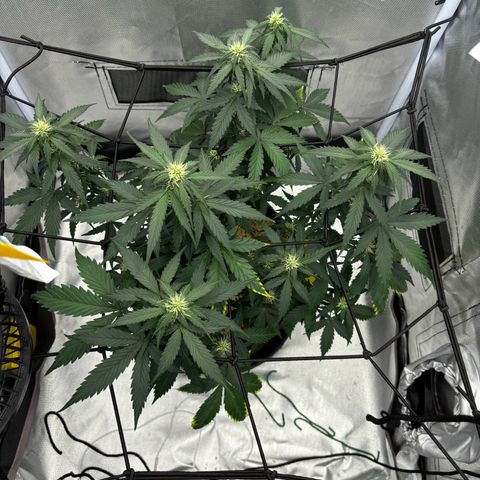 Gelato auto growlog timeline photo