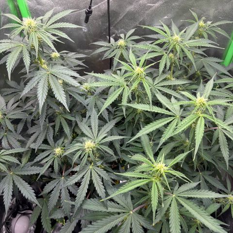 Lemon Haze auto  growlog timeline photo