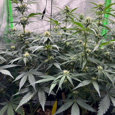 Lemon Haze auto  growlog timeline photo