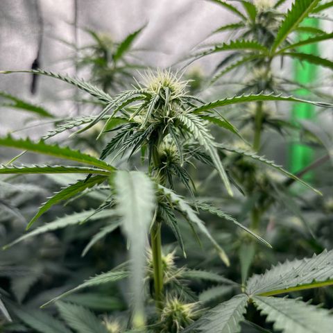 Lemon Haze auto  growlog timeline photo