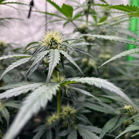 Lemon Haze auto  growlog timeline photo