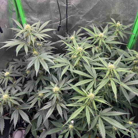 Lemon Haze auto  growlog timeline photo