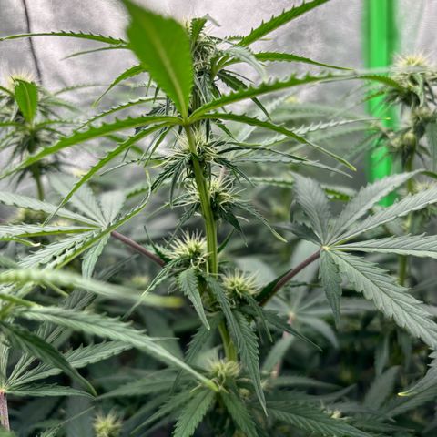 Lemon Haze auto  growlog timeline photo