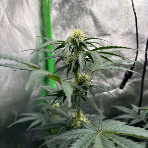 Lemon Haze auto  growlog timeline photo