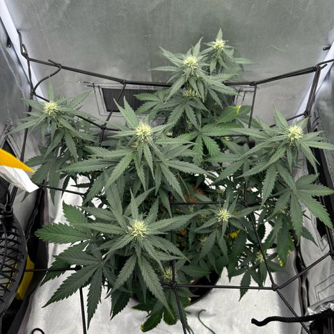 Gelato auto growlog timeline photo