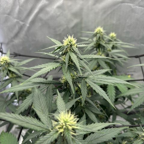Gelato auto growlog timeline photo