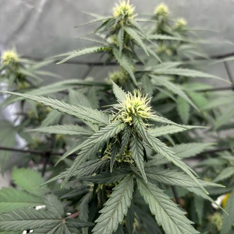 Gelato auto growlog timeline photo