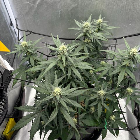 Gelato auto growlog timeline photo