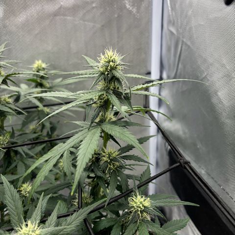Gelato auto growlog timeline photo