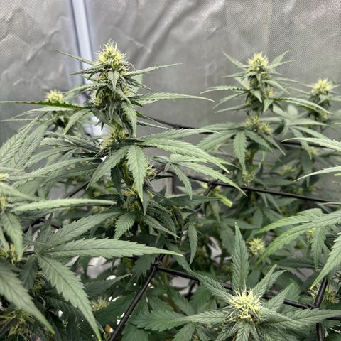 Gelato auto growlog timeline photo