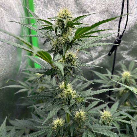 Lemon Haze auto  growlog timeline photo