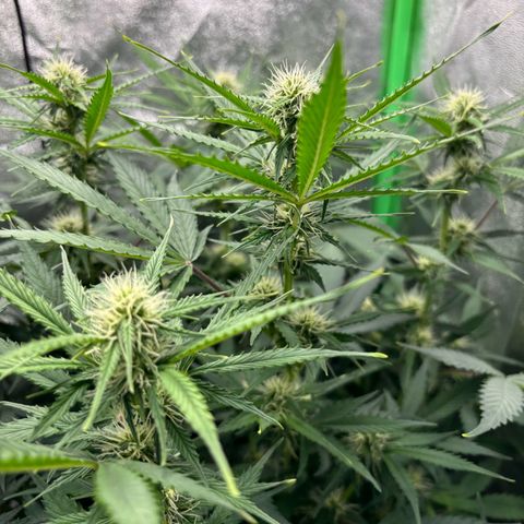 Lemon Haze auto  growlog timeline photo