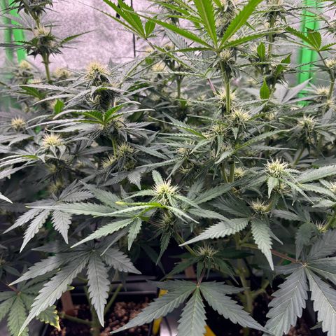 Lemon Haze auto  growlog timeline photo