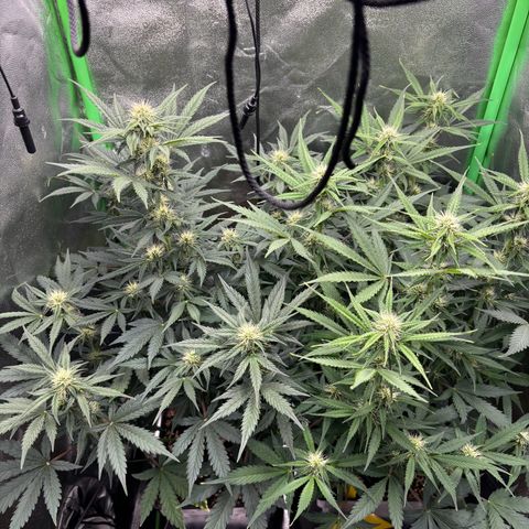 Lemon Haze auto  growlog timeline photo