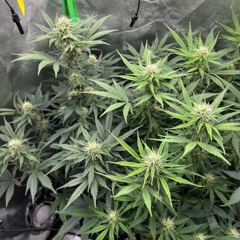 Lemon Haze auto  growlog timeline photo