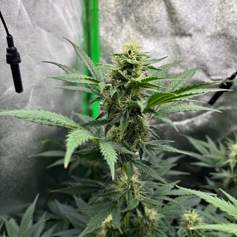 Lemon Haze auto  growlog timeline photo