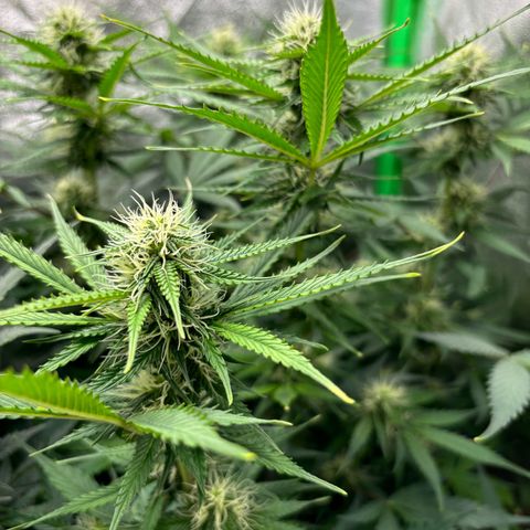 Lemon Haze auto  growlog timeline photo