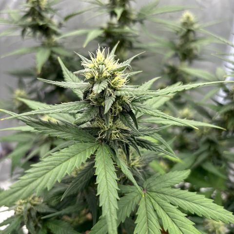 Gelato auto growlog timeline photo