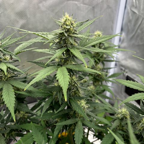 Gelato auto growlog timeline photo