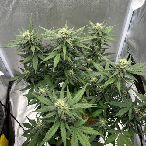 Gelato auto growlog timeline photo