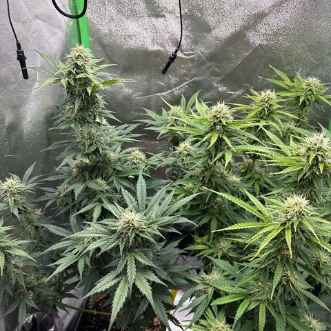 Lemon Haze auto  growlog timeline photo
