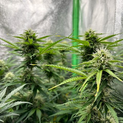 Lemon Haze auto  growlog timeline photo