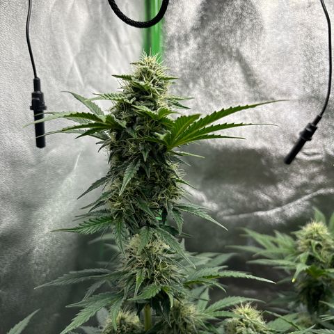 Lemon Haze auto  growlog timeline photo