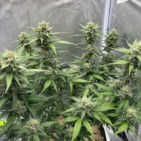 Gelato auto growlog timeline photo