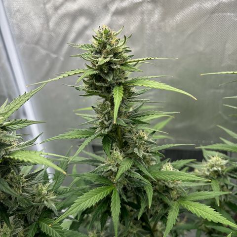 Gelato auto growlog timeline photo
