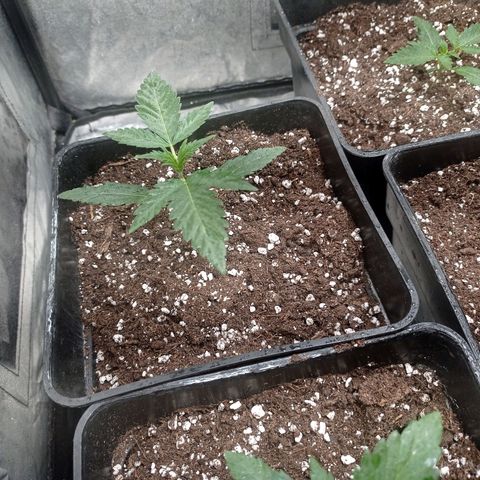 AK Automatic growlog timeline photo