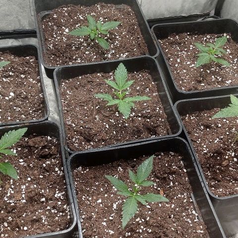 AK Automatic growlog timeline photo