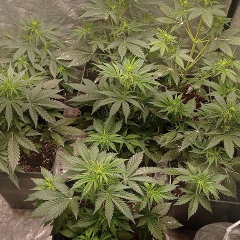 AK Automatic growlog timeline photo
