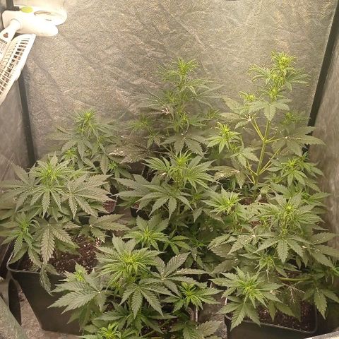 AK Automatic growlog timeline photo