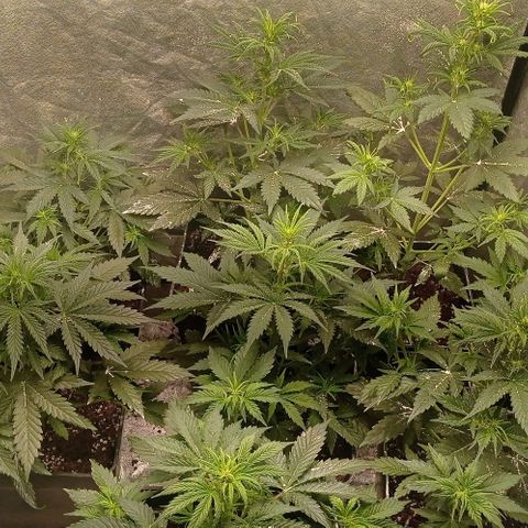 AK Automatic growlog timeline photo