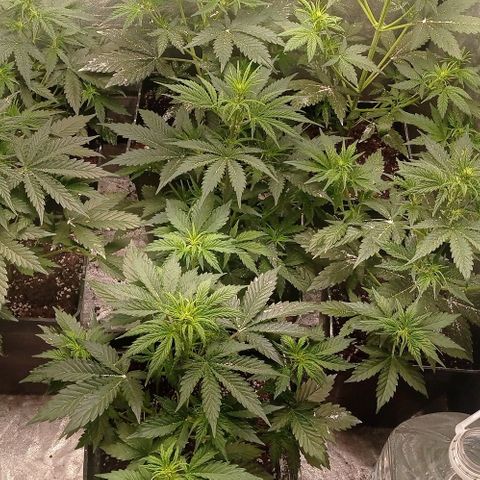 AK Automatic growlog timeline photo