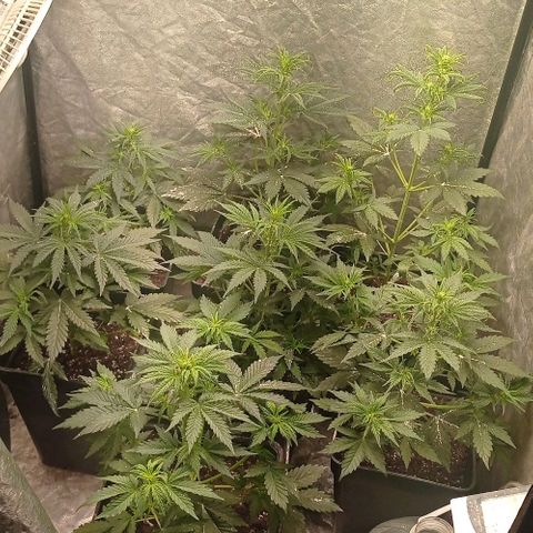AK Automatic growlog timeline photo