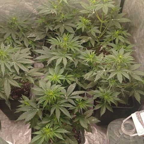 AK Automatic growlog timeline photo