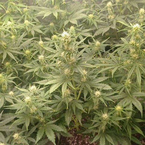 AK Automatic growlog timeline photo