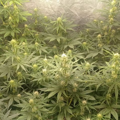 AK Automatic growlog timeline photo
