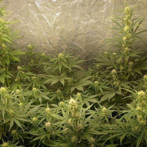 AK Automatic growlog timeline photo
