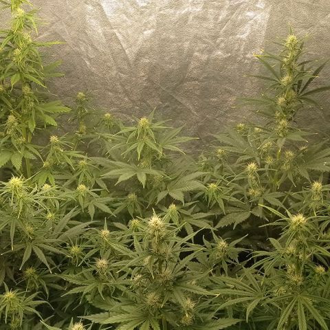 AK Automatic growlog timeline photo
