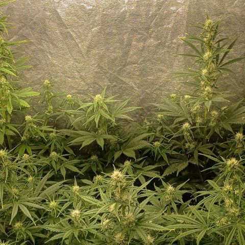 AK Automatic growlog timeline photo