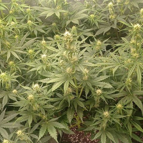 AK Automatic growlog timeline photo