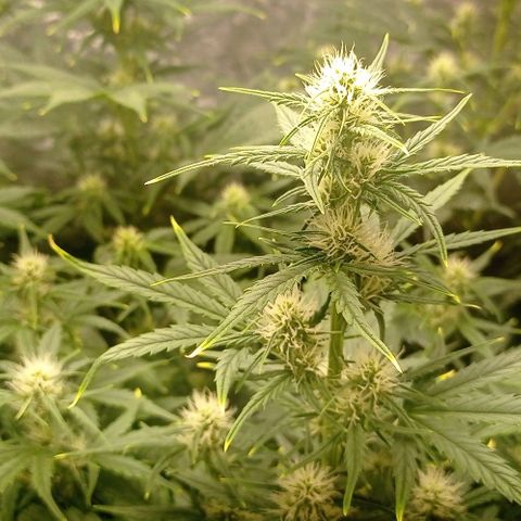 AK Automatic growlog timeline photo