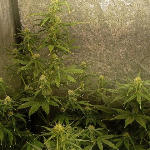 AK Automatic growlog timeline photo