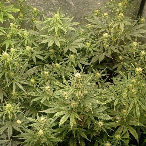 AK Automatic growlog timeline photo