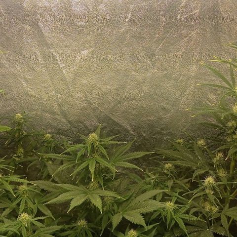 AK Automatic growlog timeline photo