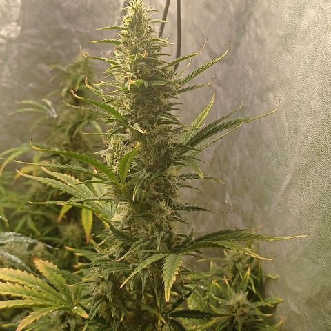 AK Automatic growlog photo: Tienen una notoria sobrefertilizacion
