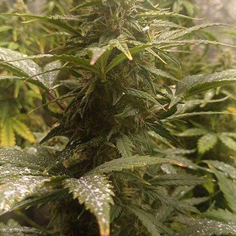 AK Automatic growlog photo: Tienen una notoria sobrefertilizacion